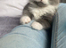 Fluffy grey and white male