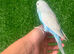 Beautiful baby hand reared budgies
