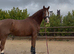 Freelance Coach & Rider