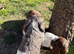Working sprocker puppies