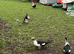 Muscovey ducks