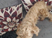 10m old female cockapoo