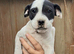 Jack Russell's