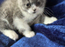 Top pedigree bsh kittens chunky big smiles ready now