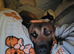 3 year old Belgian Malinois