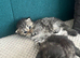 Beautiful Purebred Persian Kittens boy