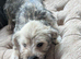 Jack Russell rare colours only two left reduced