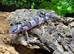 Tug Snow Leopard Gecko at Birmingham Reptiles