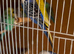few budgies available