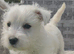 Beautiful west highland terrier pups