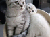 Lovely kittens