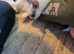 Bunnies