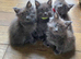 Maine coon pedigree kittens
