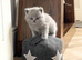 British Shorthair Kittens Vet Health Checked
