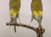 Canary pair available