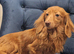 KC registered Miniature Dachshund