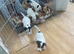 Small Jack Russell puppies