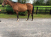 ***REDUCED 0Beautiful and sensible beach-trained Irish TB RORE 16h 7yo