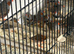 Normal Zebra Finches For Sale