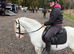 14.1 gelding 5yr old