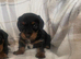 Longhair dachshund