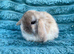 Mini lops
