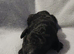 Standard poodle puppies