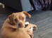Forever home wanted