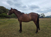 Welsh section B gelding