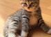 Two little tabby kitten for sale