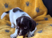 English Springer spaniels