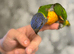 Hand-Reared Rainbow Lorikeet