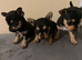 Small Chorkie pups for sale