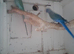 Breeding pair's of Ringnecks