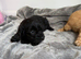 Cockapoo puppies