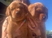 KC Registered Fox Red Labrador Puppy (only 1 left)