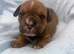 Olde English Bulldogge puppies ready to go 28th June 26