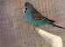 Budgie babies