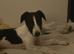 Puppy for sale