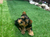 puppy biewer terrier