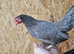 Laying hens