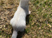 SILVER FERRET JILL