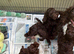 Gorgeous Cockapoo puppies