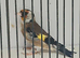 23 goldfinch cock