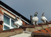 Budapest High Flyer Pigeons For Sale