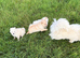 Pomeranian puppies