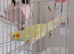 Beautiful yellow cockateil