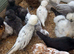 Polish and silkie bantam females