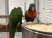 Hand Reared Baby Rainbow Lorikeets