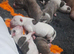 1 pups left 1 boy Beautiful alpha blue bulldog puppies (born on the 25th)
